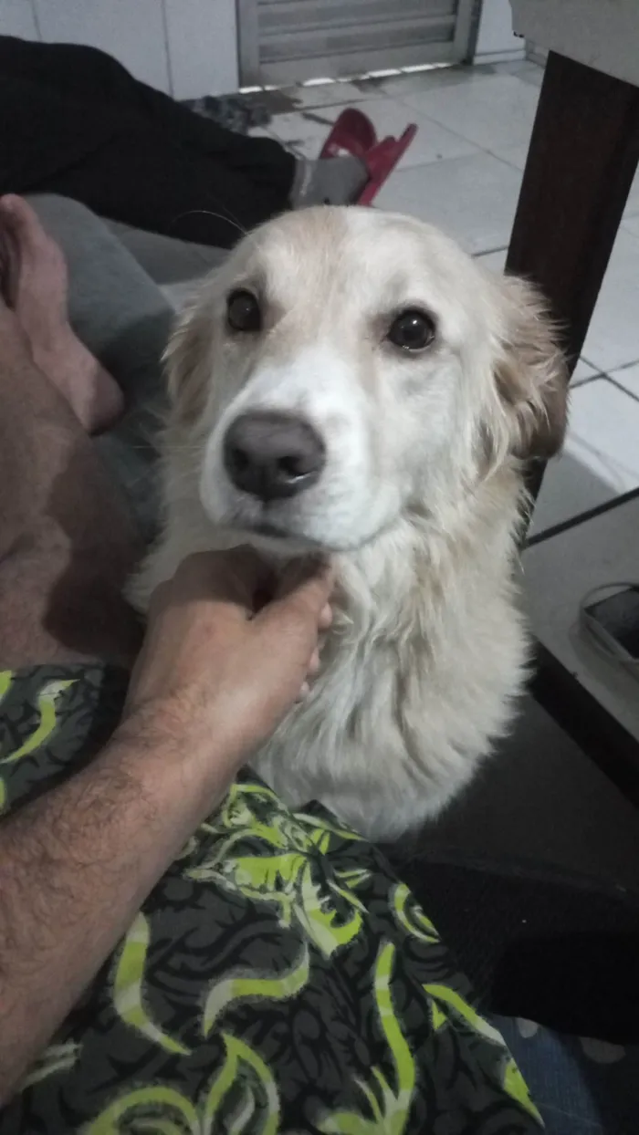 Cachorro ra a SRD-ViraLata idade 6 ou mais anos nome Thor