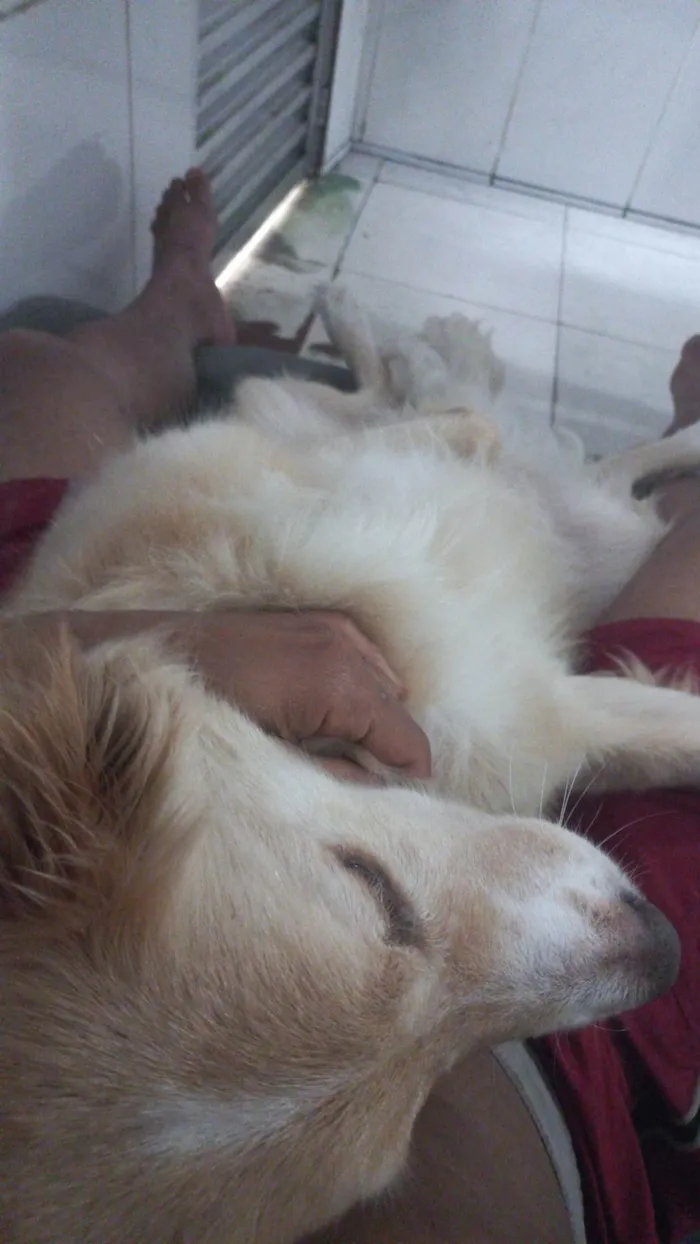 Cachorro ra a SRD-ViraLata idade 6 ou mais anos nome Thor