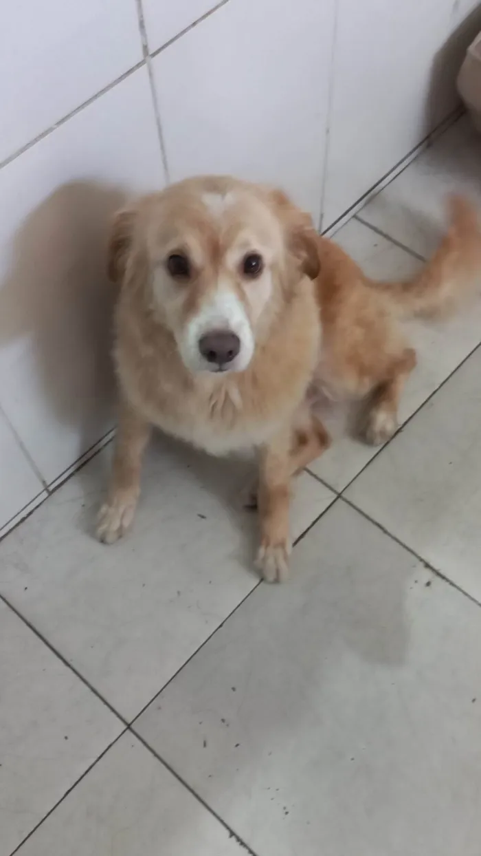 Cachorro ra a SRD-ViraLata idade 6 ou mais anos nome Thor