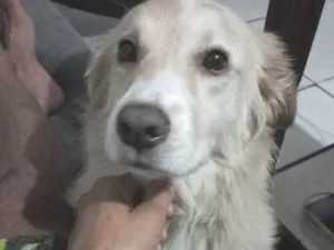 Cachorro raça SRD-ViraLata idade 6 ou mais anos nome Thor