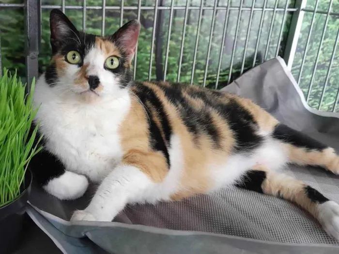 Gato raça SRD-ViraLata idade 2 anos nome Safira