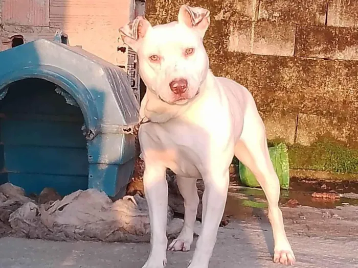 Cachorro ra a Pit-bull idade 1 ano nome Magnum 