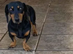 Cachorro raça Bassê  idade 5 anos nome Minnie
