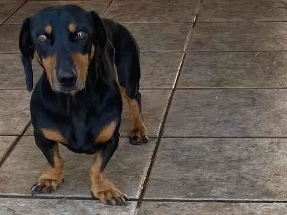 Cachorro ra a Bassê  idade 5 anos nome Minnie