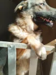 Frederico (Fred)