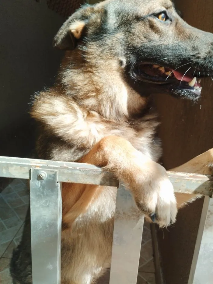 Cachorro ra a Pastor Alemão idade 1 ano nome Frederico (Fred)