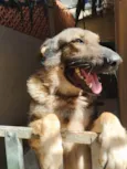 Frederico (Fred)