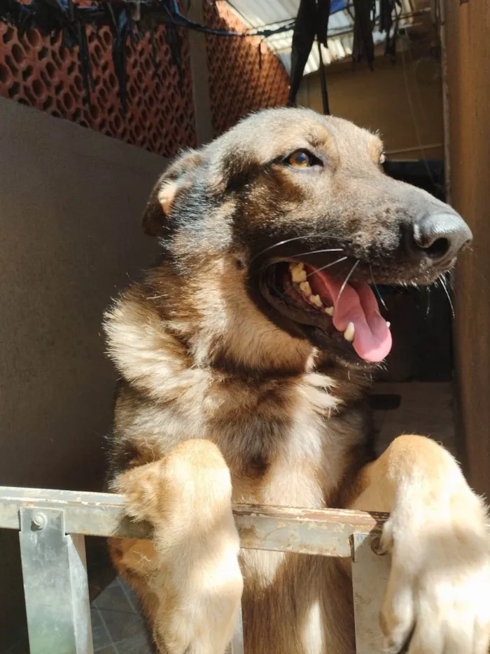 Cachorro ra a Pastor Alemão idade 1 ano nome Frederico (Fred)