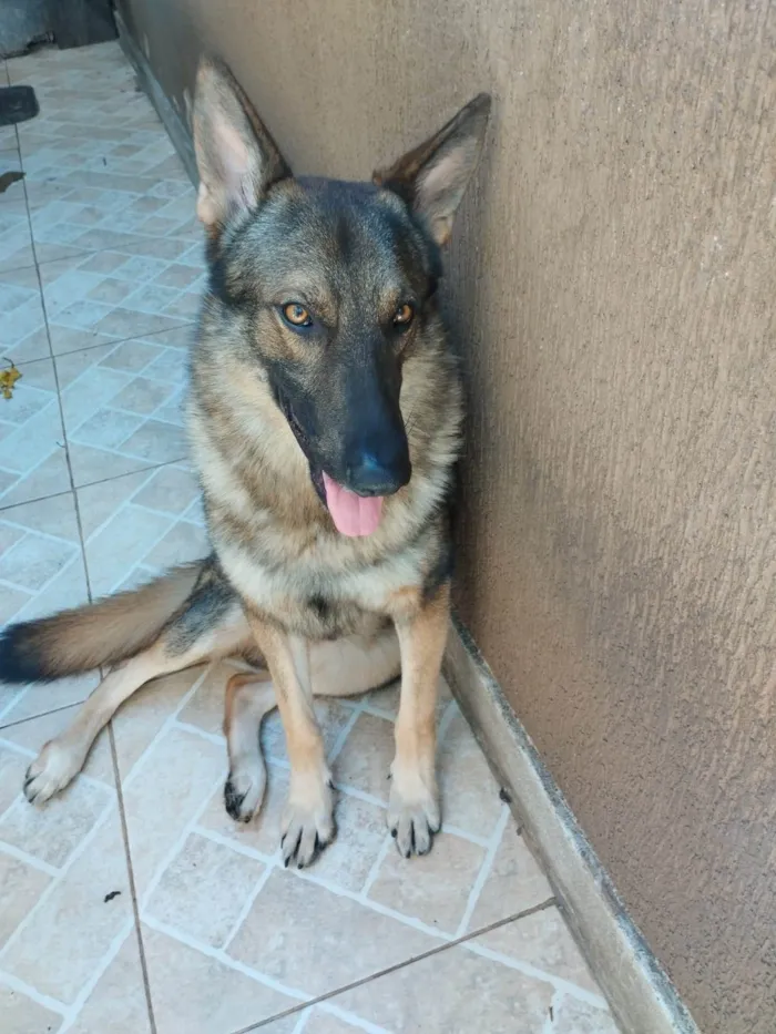Cachorro ra a Pastor Alemão idade 1 ano nome Frederico (Fred)