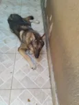 Frederico (Fred)