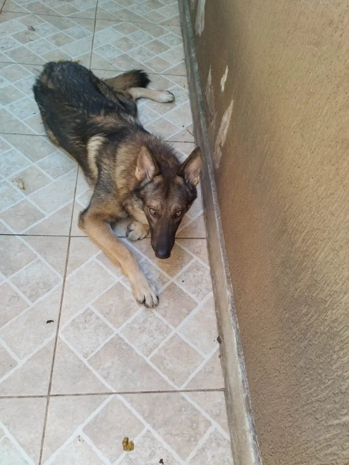 Cachorro ra a Pastor Alemão idade 1 ano nome Frederico (Fred)