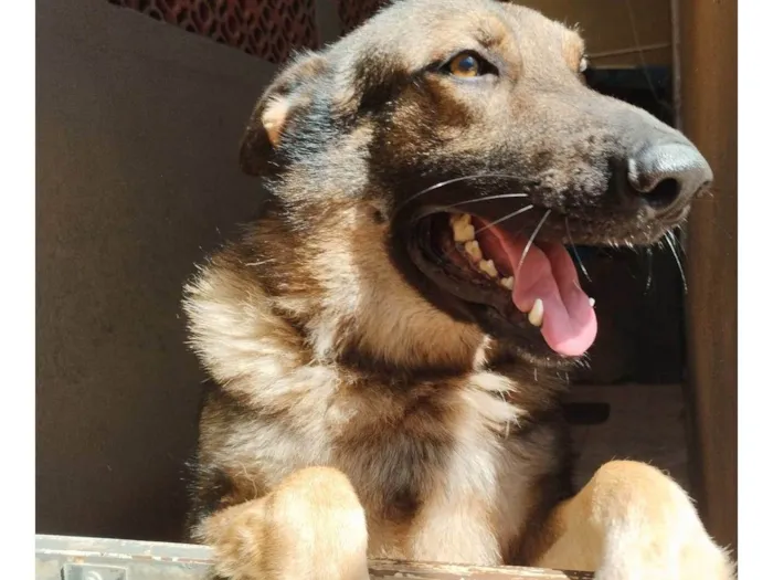 Cachorro ra a Pastor Alemão idade 1 ano nome Frederico (Fred)
