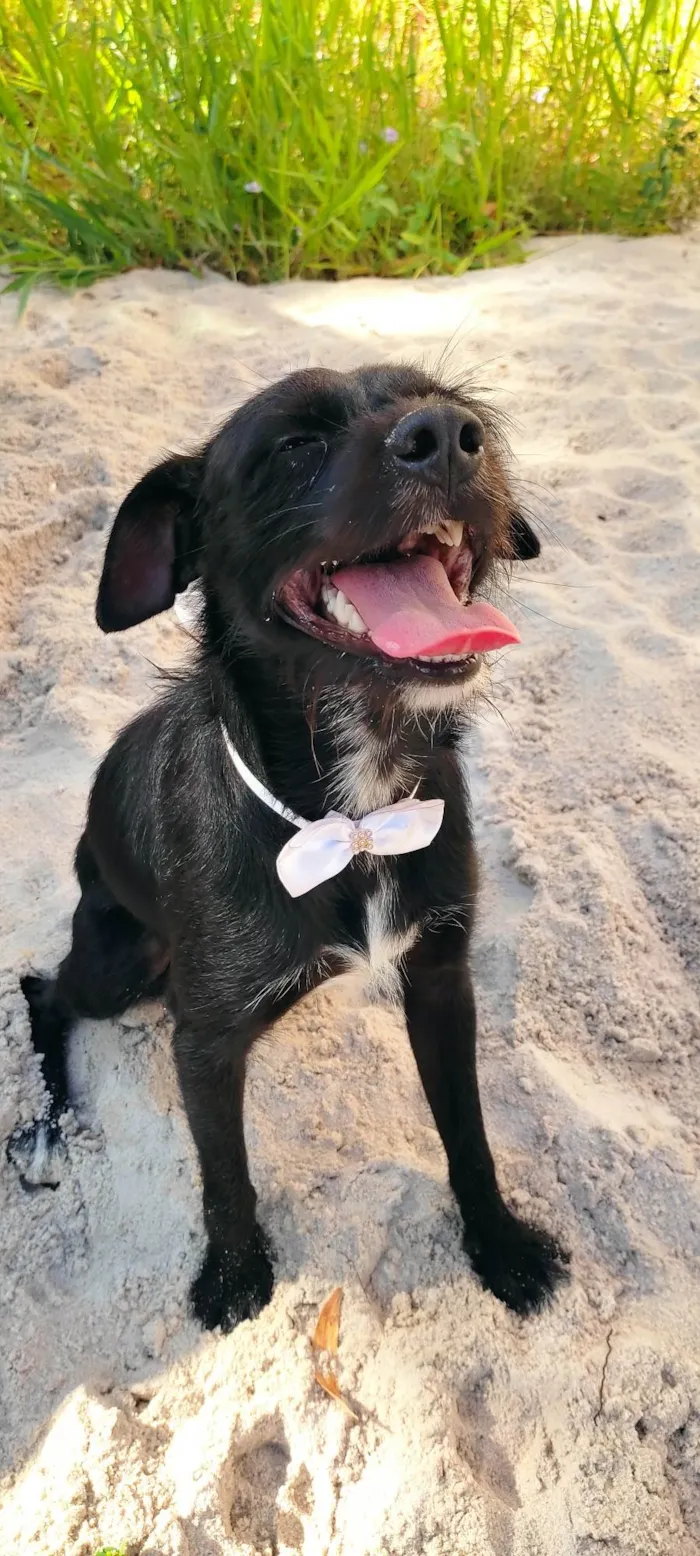 Cachorro raça SRD-ViraLata idade 1 ano nome Zeca