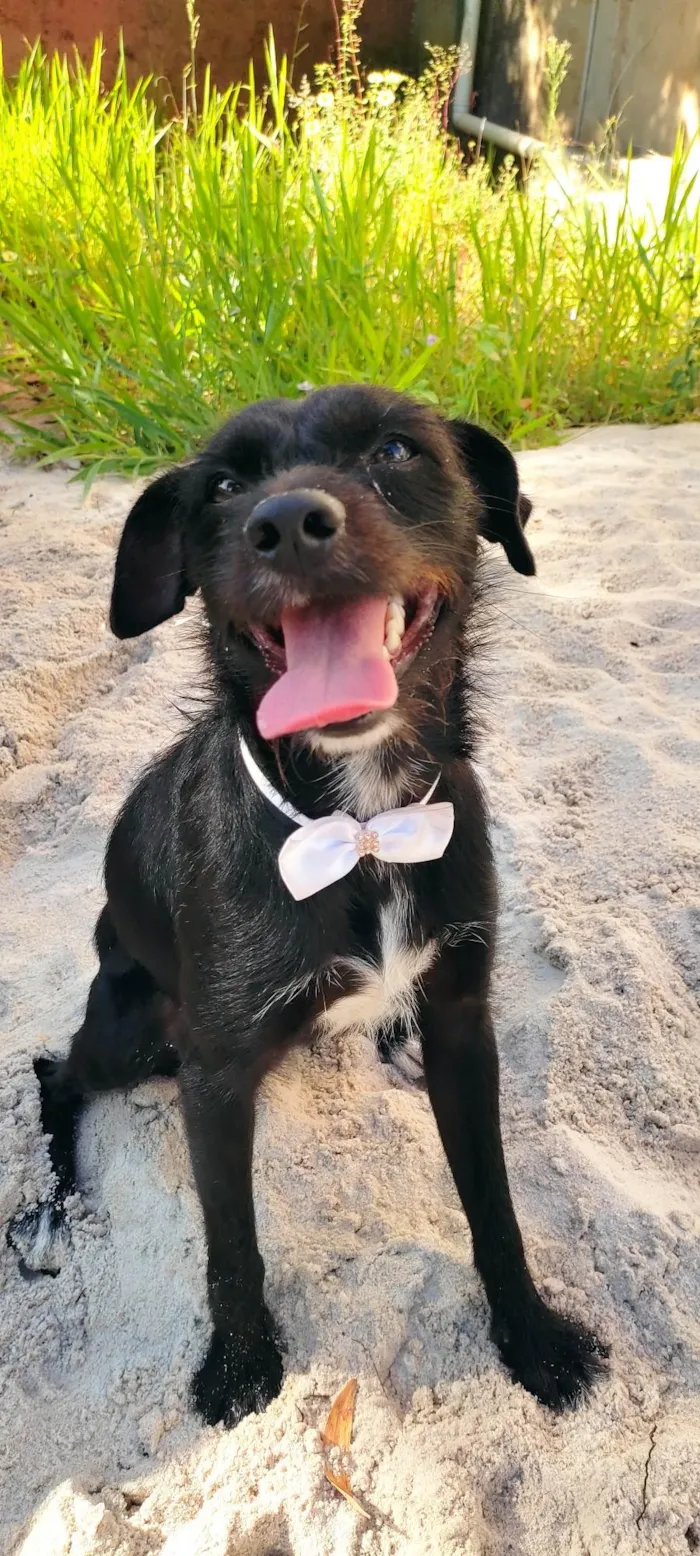 Cachorro raça SRD-ViraLata idade 1 ano nome Zeca