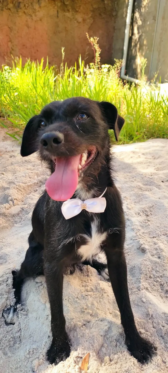 Cachorro raça SRD-ViraLata idade 1 ano nome Zeca