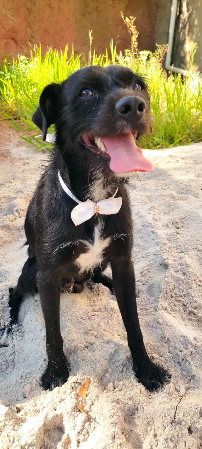 Cachorro raça SRD-ViraLata idade 1 ano nome Zeca