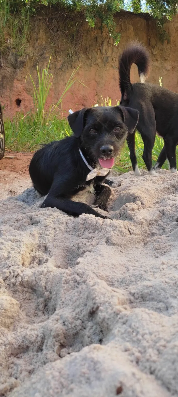 Cachorro raça SRD-ViraLata idade 1 ano nome Zeca