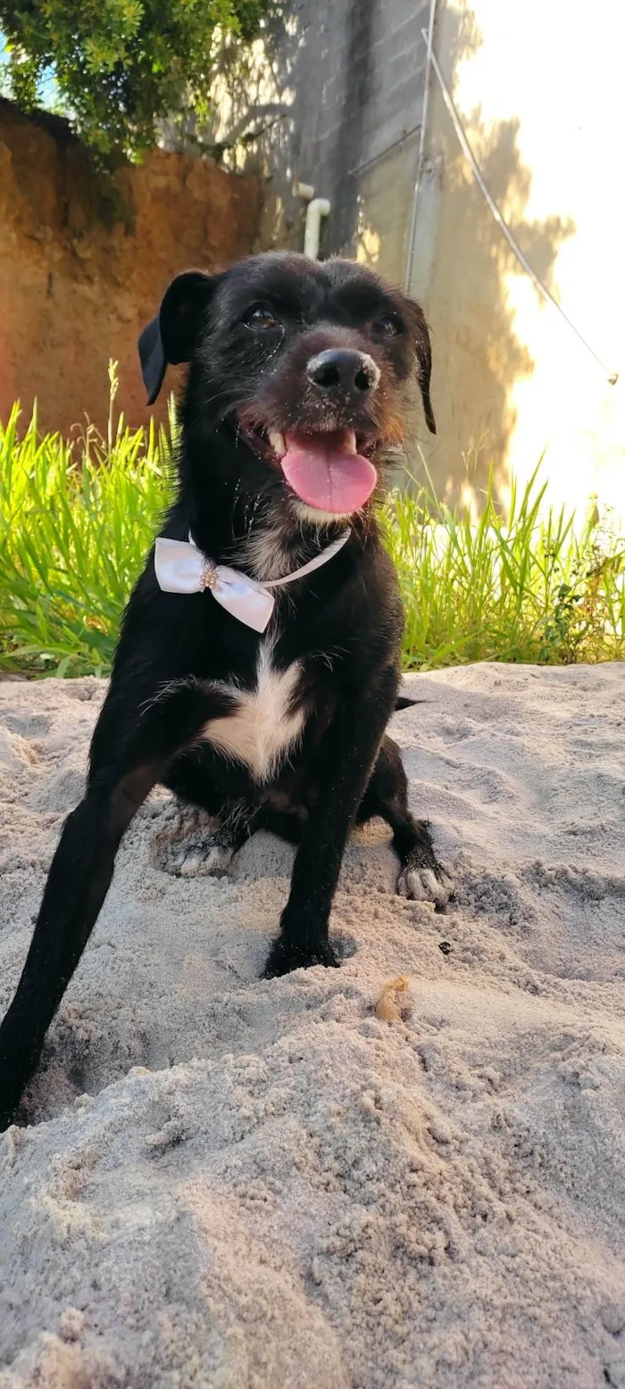 Cachorro raça SRD-ViraLata idade 1 ano nome Zeca