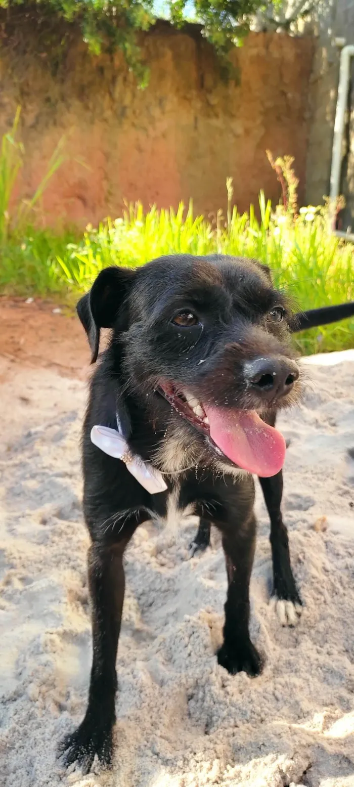 Cachorro raça SRD-ViraLata idade 1 ano nome Zeca