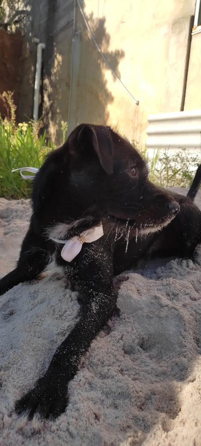 Cachorro raça SRD-ViraLata idade 1 ano nome Zeca