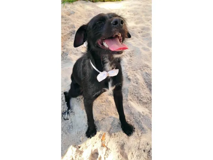 Cachorro raça SRD-ViraLata idade 1 ano nome Zeca