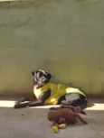 Zeca
