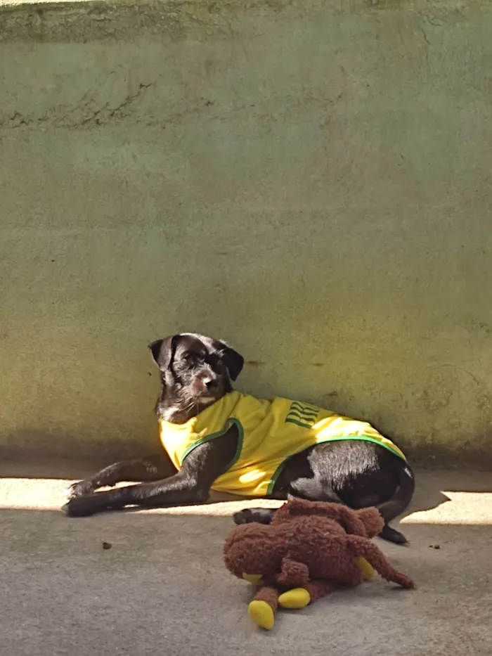 Cachorro raça SRD-ViraLata idade 1 ano nome Zeca
