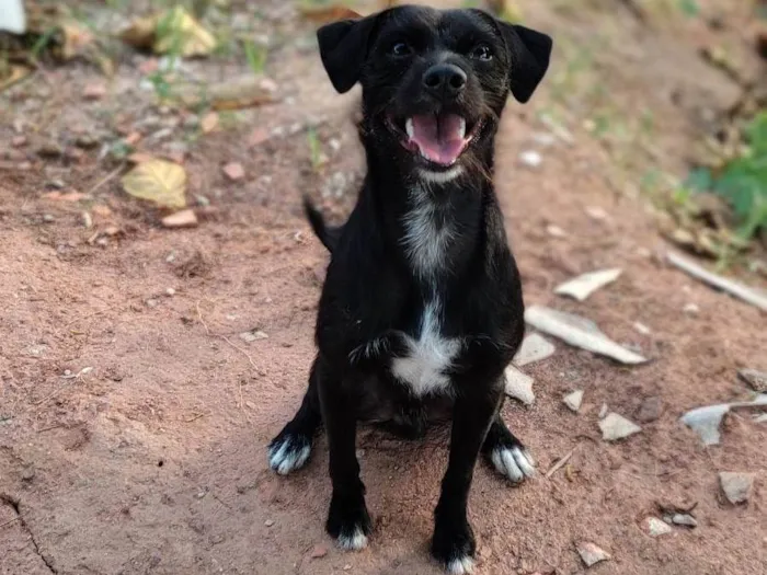 Cachorro raça SRD-ViraLata idade 1 ano nome Zeca
