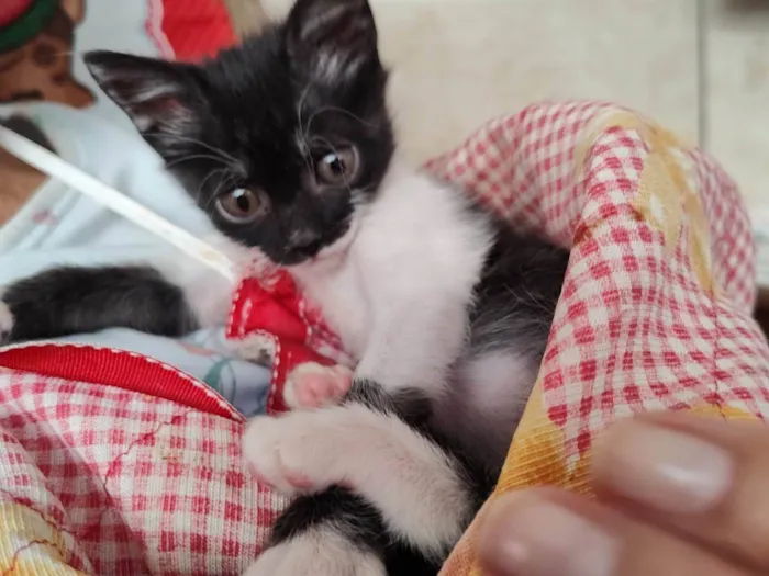 Gato ra a SRD-ViraLata idade 2 a 6 meses nome Mimosa