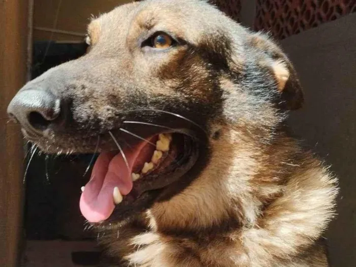 Cachorro ra a Pastor Alemão idade 1 ano nome Frederico (Fred)