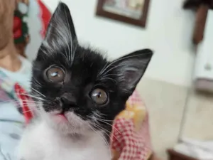 Gato raça SRD-ViraLata idade 2 a 6 meses nome Mimosa