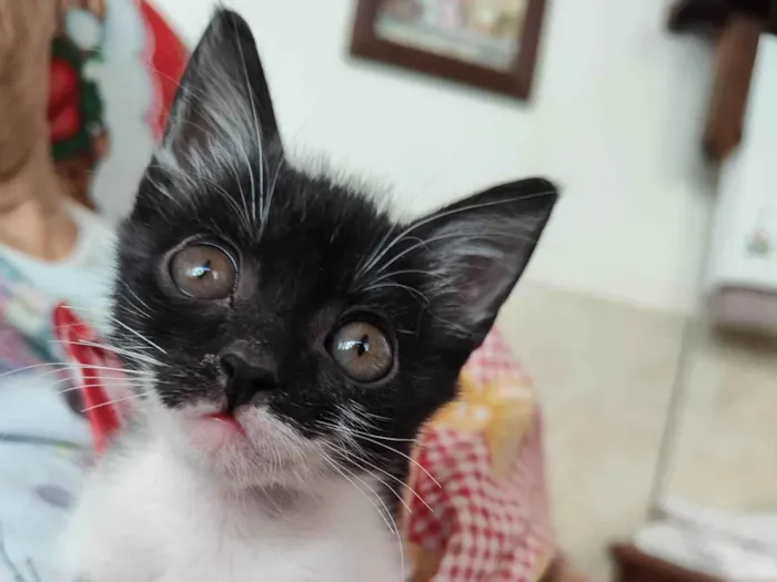 Gato ra a SRD-ViraLata idade 2 a 6 meses nome Mimosa