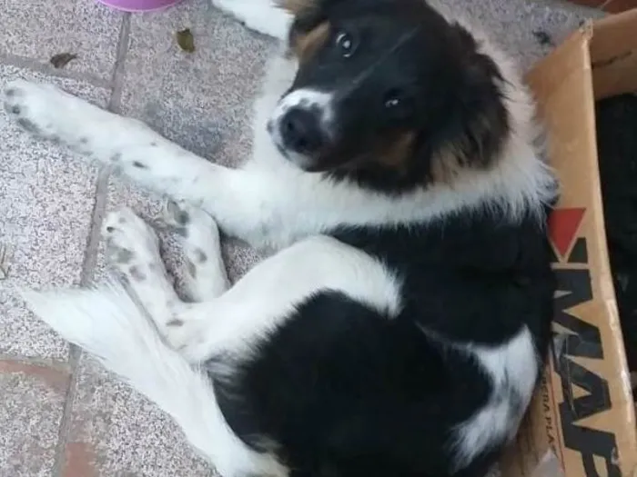 Cachorro ra a SRD-ViraLata idade 7 a 11 meses nome Chiru