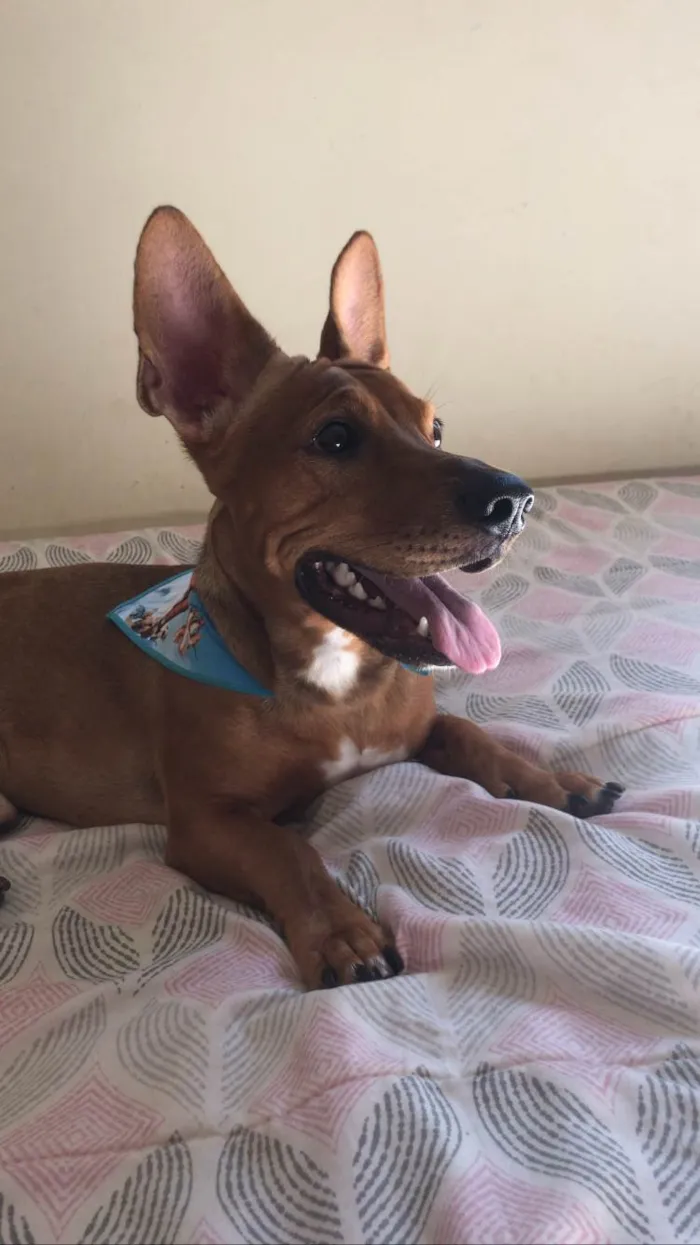 Cachorro ra a SRD-ViraLata  idade 1 ano nome Jake 