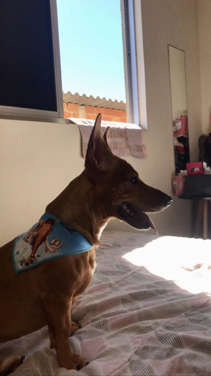 Cachorro ra a SRD-ViraLata  idade 1 ano nome Jake 