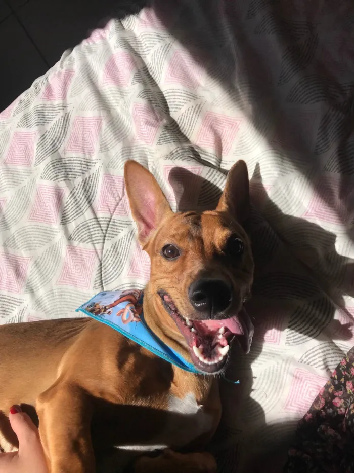 Cachorro ra a SRD-ViraLata  idade 1 ano nome Jake 