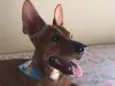 Jake 