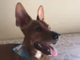 Jake 