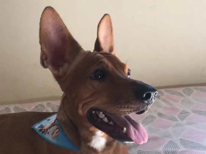 Cachorro ra a SRD-ViraLata  idade 1 ano nome Jake 
