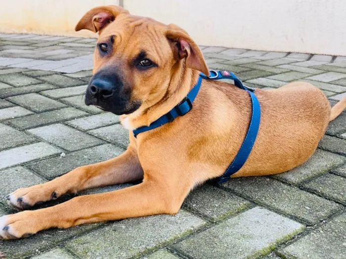 Cachorro ra a SRD-ViraLata idade 7 a 11 meses nome Massa