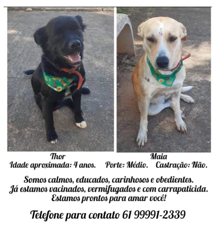 Cachorro ra a SRD-ViraLata idade 4 anos nome Thor e Maia