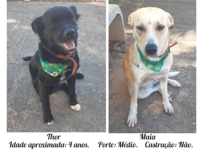 Cachorro ra a SRD-ViraLata idade 4 anos nome Thor e Maia
