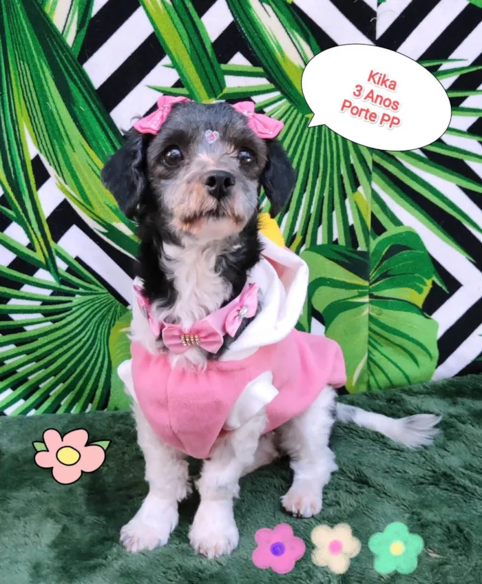 Cachorro raça SRD-ViraLata idade 3 anos nome Kika