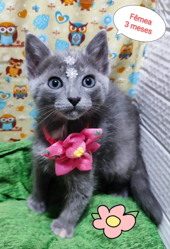 Gato raça SRD-ViraLata idade 2 a 6 meses nome Lua