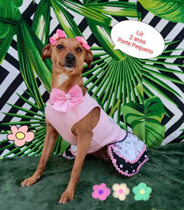 Cachorro raça SRD-ViraLata idade 2 anos nome Liz
