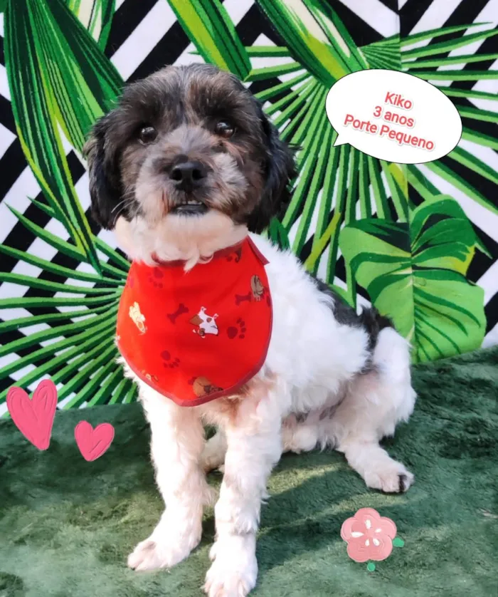 Cachorro raça SRD-ViraLata idade 3 anos nome Kiko