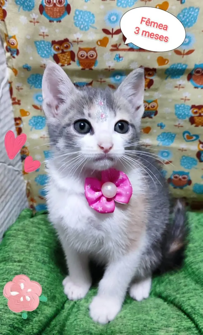 Gato raça SRD-ViraLata idade 2 a 6 meses nome Sol