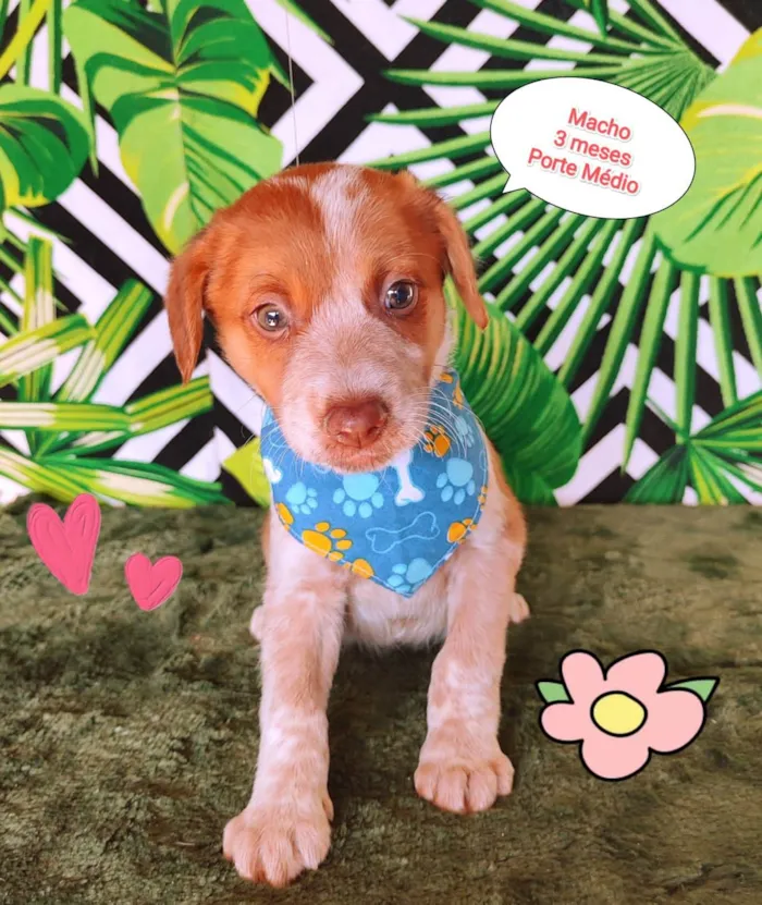 Cachorro raça SRD-ViraLata idade 2 a 6 meses nome Luan 