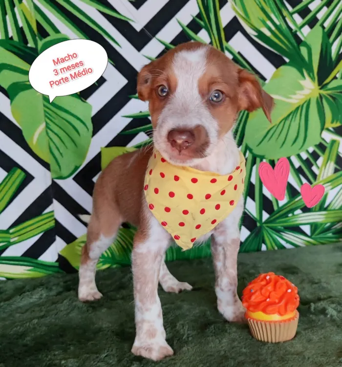 Cachorro raça SRD-ViraLata idade 2 a 6 meses nome Gui