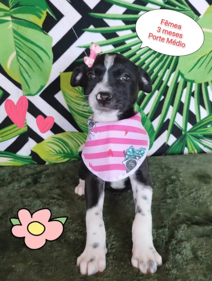 Cachorro raça SRD-ViraLata idade 2 a 6 meses nome Maze 